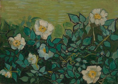 Wilde Rosen von Vincent van Gogh